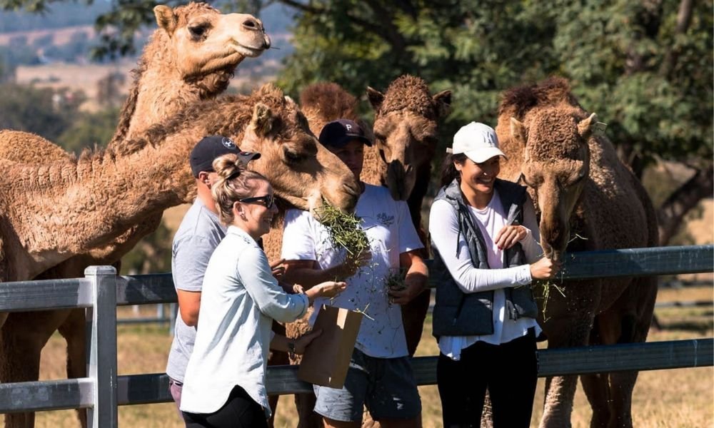 Guided Trip To Camel Farm
