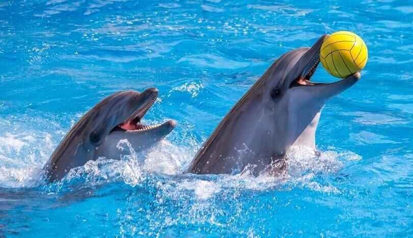 Dubai Dolphinarium